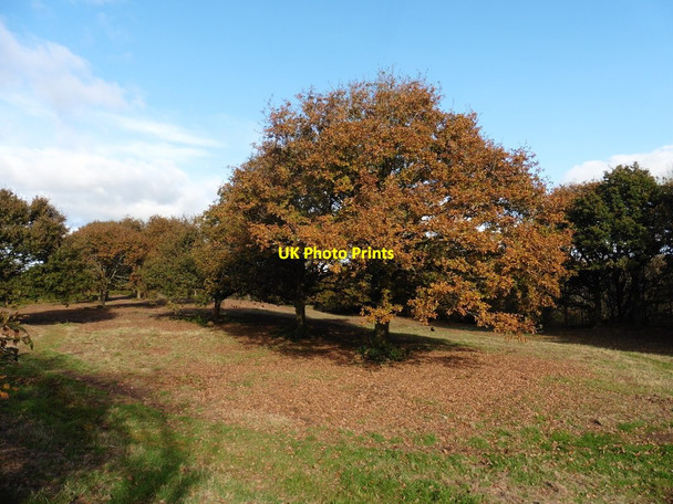 Photo 6"x4" Inside Hembury hill fort Lower Cheriton c2016