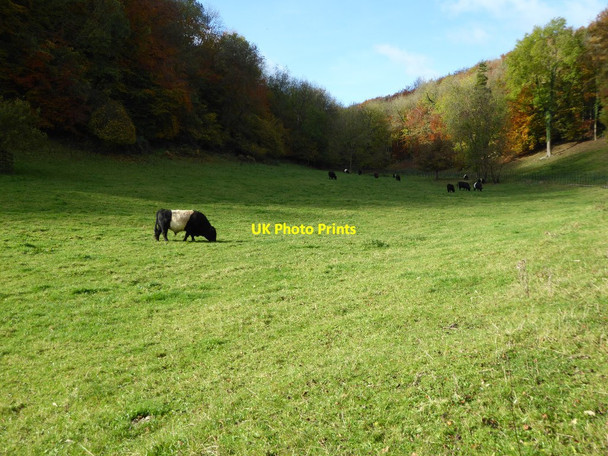 Photo 6"x4" Belted Galloway cattle, Woodchester Park Coaley Peak c2016