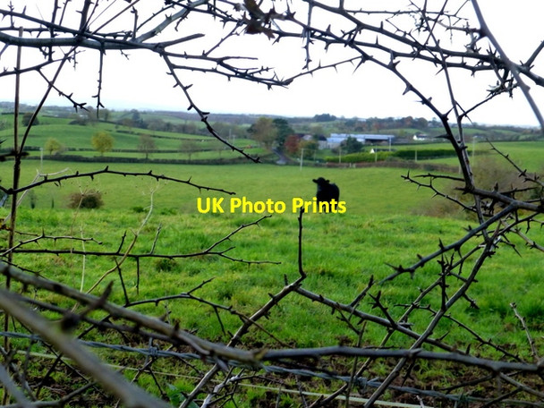 Photo 6"x4" A steer behind a prickly hedge, Camowen Beragh c2016