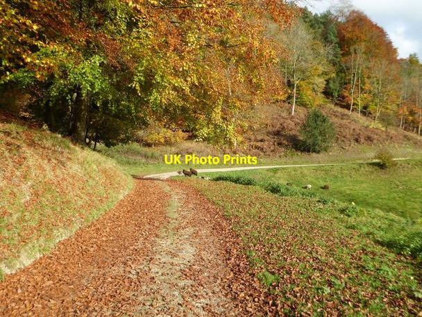 Photo 6"x4" Track in Woodchester Park Cockadilly c2016