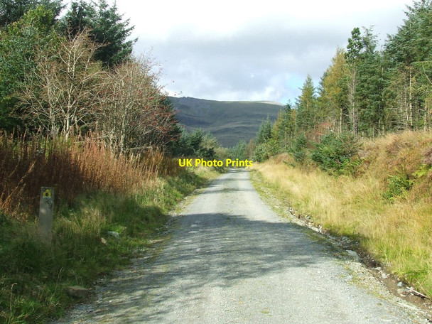 Photo 6"x4" Sunny Forest Track Rhyd-Ddu\/SH5652 c2016