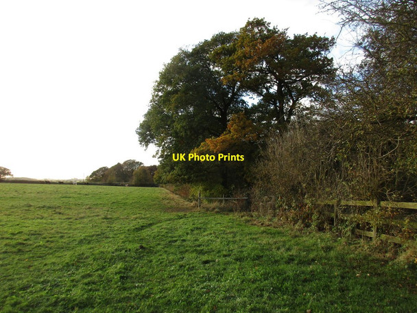 Photo 6"x4" Alongside White Hill Plantation Hougham c2016