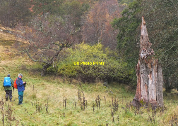 Photo 6"x4" Tree stump near the River Tilt Kirkton of Lude c2016