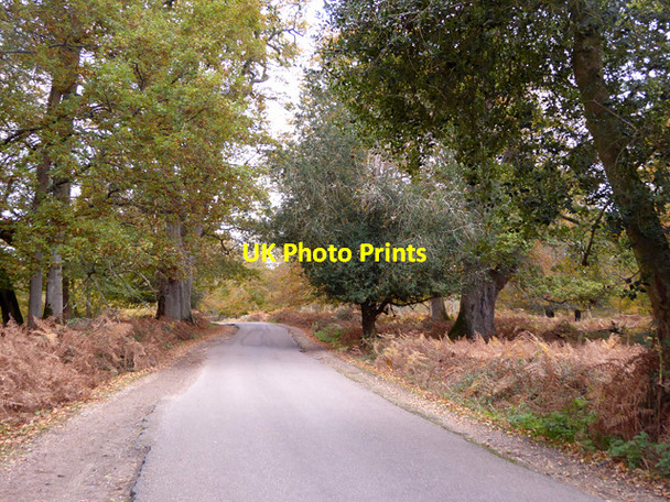 Photo 6"x4" Bolderwood Arboretum Ornamental Drive, New Forest Burley Lawn c2016