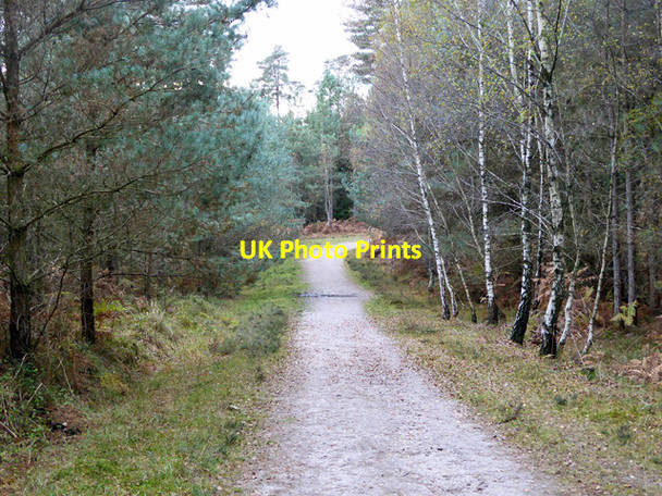 Photo 6"x4" Track, Knightwood Inclosure Bank\/SU2807 c2016