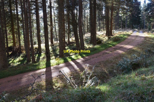 Photo 6"x4" Morning sunlight in Fonab Forest Ballinluig\/NN9457 c2016