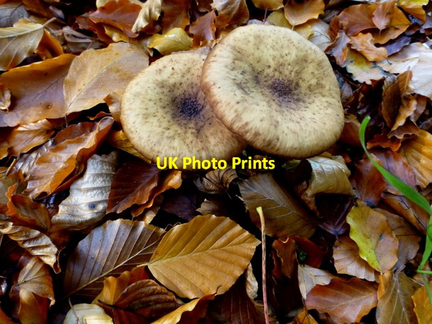 Photo 6"x4" Fungus among rotting leaves, Omagh Omagh c2016