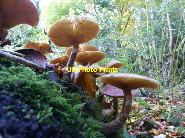Photo 6"x4" Fungus on a rotting log, Omagh Omagh c2016