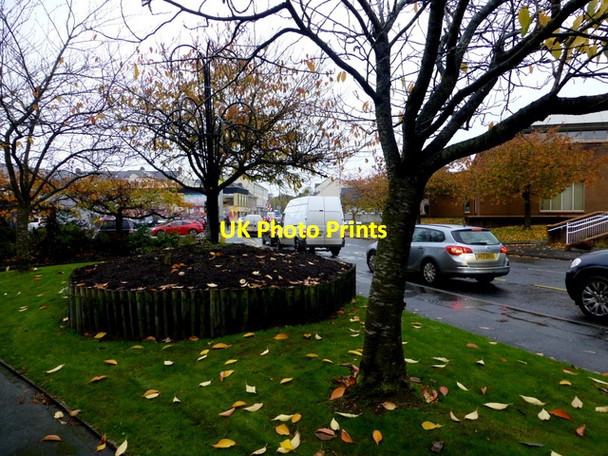 Photo 6"x4" Bare trees, Omagh Omagh c2016