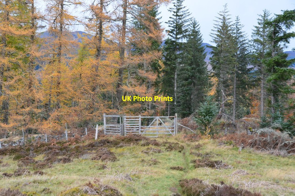 Photo 6"x4" Gate into Clunie Wood Ballinluig\/NN9457 c2016