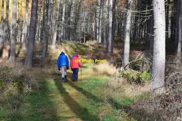 Photo 6"x4" Forest path to Craigower Pitlochry c2016