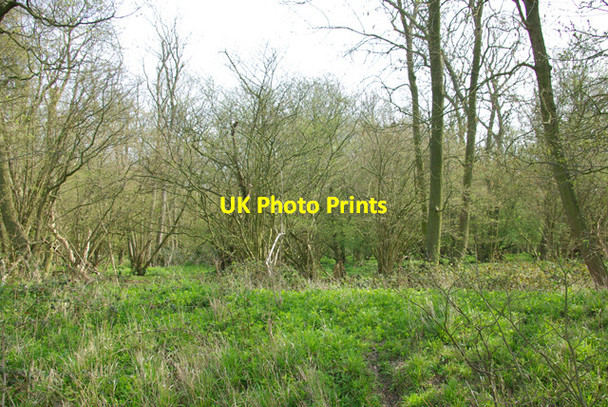 Photo 6"x4" Berners Wood Berners Roding c2007