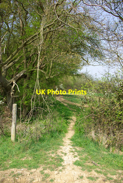 Photo 6"x4" Footpath at corner of Skinsley Wood Clatterford End\/TL6113 c2007
