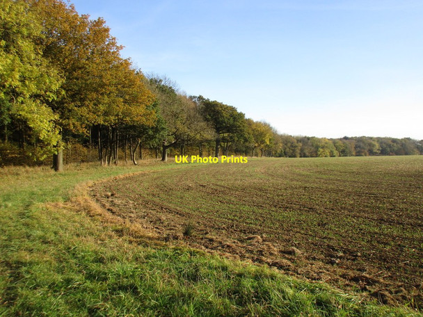 Photo 6"x4" Alongside Shortgrove Wood Crowfield\/SP6141 c2016
