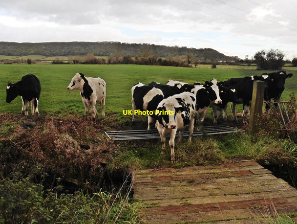 Photo 6"x4" Cattle break-out! Longstone\/ST3929 c2016