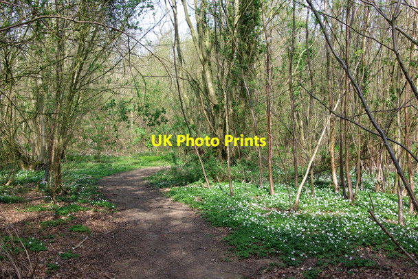 Photo 6"x4" Path in Garnetts Wood Garnetts c2007