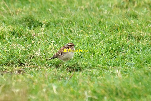 Photo 6"x4" Woodlark (Lullula arborea), Northdale Northdale\/HP6413 c2016