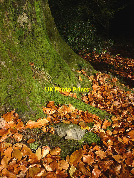 Photo 6"x4" Beech leaves, Rusland Valley Rushland Cross c2016