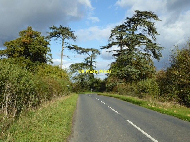 Photo 6"x4" Cedar trees on a road junction, Croome Severn Stoke c2016