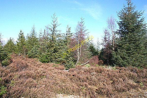 Photo 6"x4" Forest Clearing Blackburn\/NJ2958 c2009