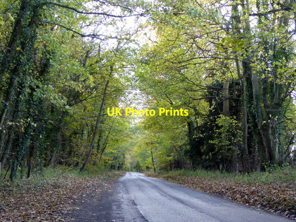 Photo 6"x4" Lane through woodland Barton Abbey c2016