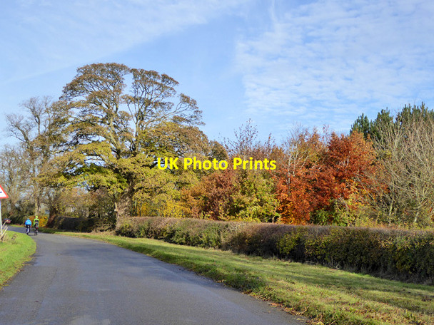 Photo 6"x4" Trees by crossroads Kiddington c2016
