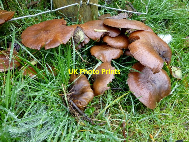 Photo 6"x4" Fungus, Donaghanie Beragh c2016