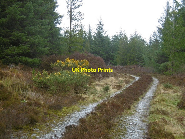 Photo 6"x4" Forest road, Bunnahabhain Bunnahabhain c2016