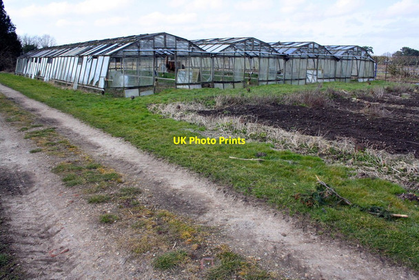 Photo 6"x4" Greenhouses at Gray's Farm Wokingham c2015
