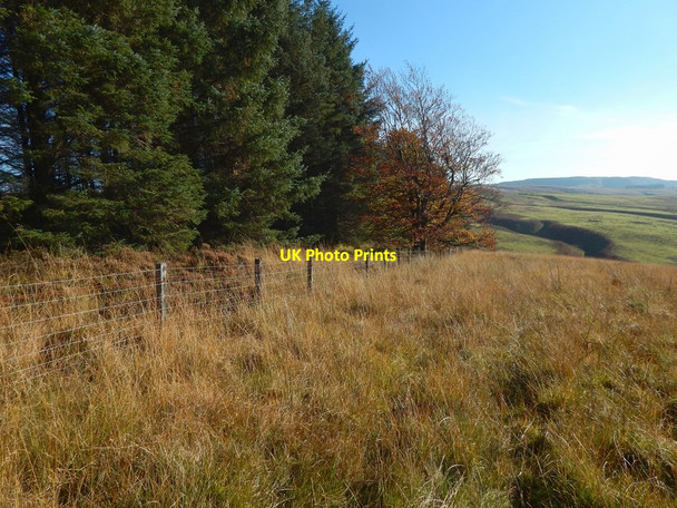 Photo 6"x4" Fence at the edge of the woods Alexandria c2016