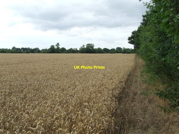 Photo 6"x4" Field Of Wheat Short Green c2016