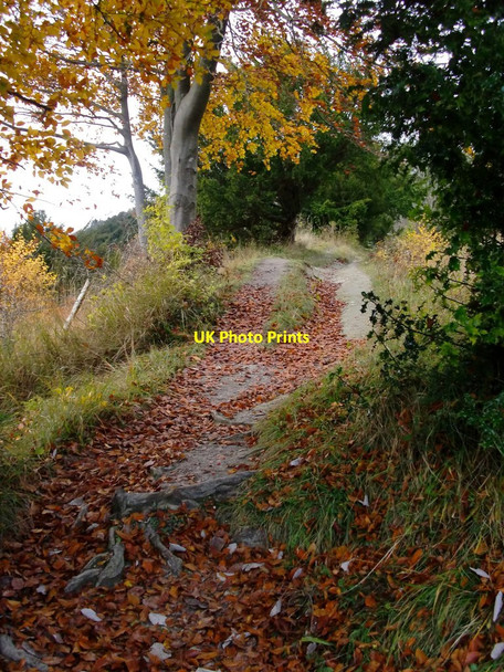 Photo 6"x4" The North Downs Way above Brockham quarry - in November Box Hill\/TQ1951 c2016