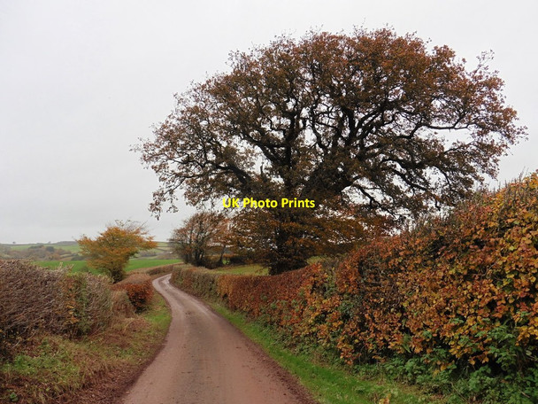 Photo 6"x4" Minor road on Barton Hill Chevithorne c2016