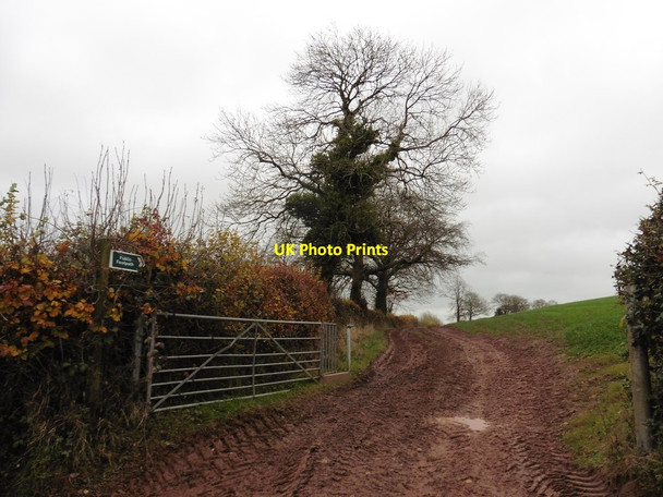 Photo 6"x4" Footpath to Chevithorne Chevithorne c2016