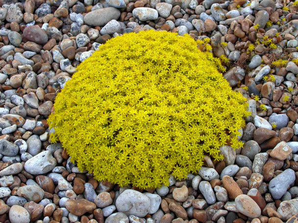 Photo 6"x4" Biting stonecrop, Holmstone, Lydd Ranges Jury's Gap c2002