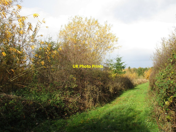 Photo 6"x4" New plantation off Millfield Road South Leverton c2016