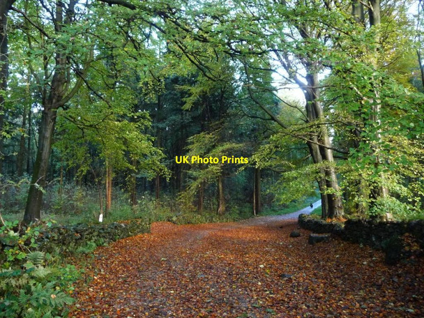 Photo 6"x4" Autumn colour inside the western entrance to Lane Park Holker c2016