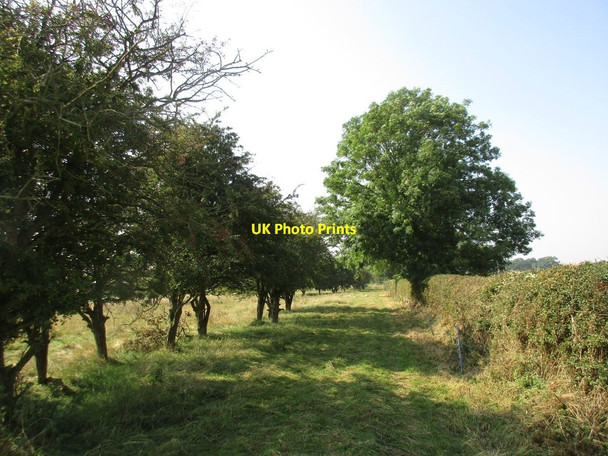 Photo 6"x4" Bridleway beside old hawthorn trees Saltby c2016