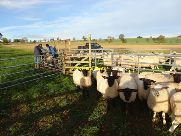 Photo 6"x4" Sheep Weighing Glanton c2016
