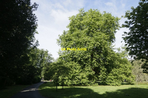 Photo 6"x4" One of the Trees Oxford\/SP5106 c2016