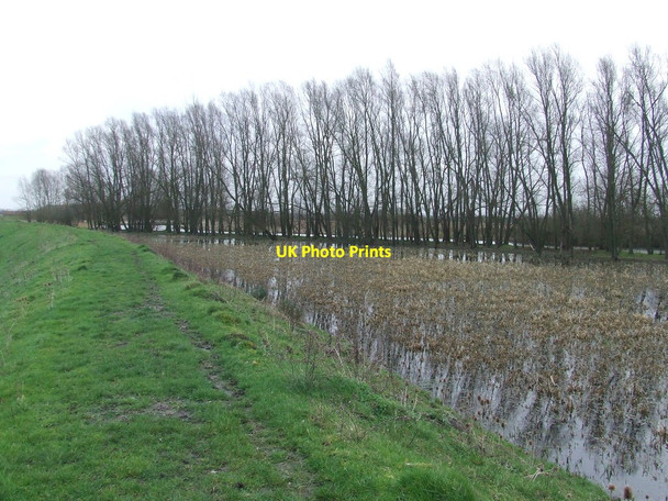 Photo 6"x4" Flooded Trees Cowle's Drove c2016