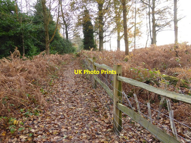 Photo 6"x4" Bridleway through Drewitt's Wood looking uphill Crabtree\/TQ2225 c2016