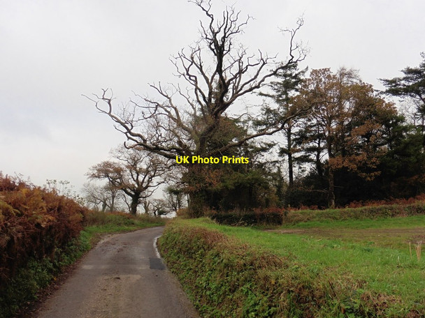 Photo 6"x4" Chard Lane Chard c2016