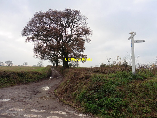 Photo 6"x4" Lane to Chardstock Chard c2016