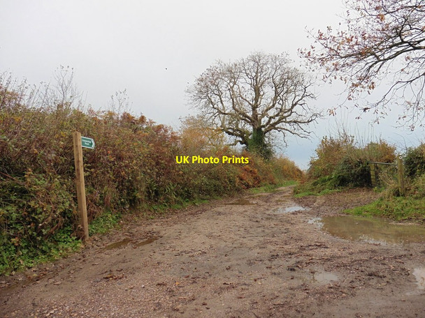 Photo 6"x4" Green lane to Burridge Chard c2016