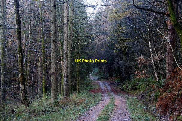 Photo 6"x4" Forest road in Nithsdale Enoch\/NS8701 c2016