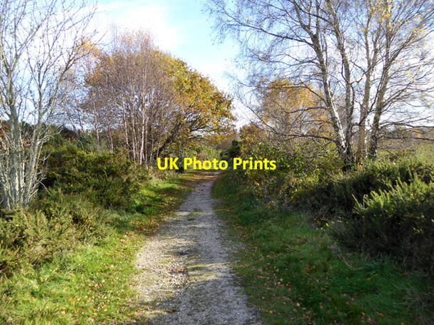 Photo 6"x4" Path on Turbary Common Bourne Valley c2016