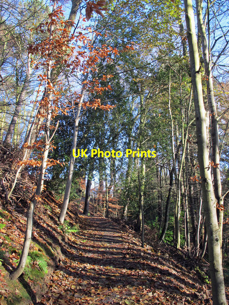 Photo 6"x4" Path in Deneholme Wood (4) Allendale Town c2016