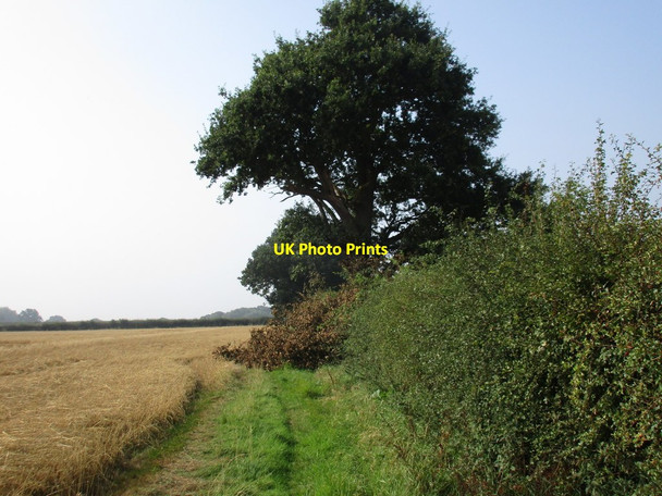 Photo 6"x4" Damaged tree by a field of oats Weston\/SK7767 c2016