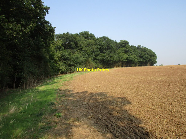 Photo 6"x4" The edge of Wadnal Plantation Moorhouse\/SK7566 c2016